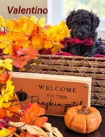 Valentino, a male Poodle - Miniature  and Miniature Goldendoodle for sale in Bowling Green, OH – 3 of 3