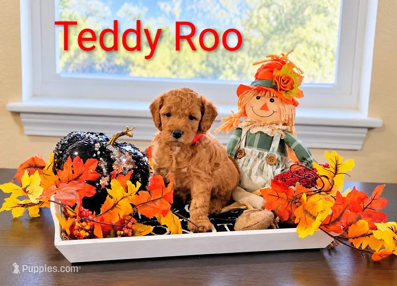Teddy Roo  – Poodle - Miniature , Miniature Goldendoodle puppy for sale in Bowling Green, OH