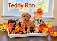 Teddy Roo , a male Poodle - Miniature  and Miniature Goldendoodle for sale in Bowling Green, OH – 1 of 5