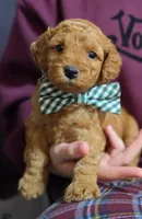 Teddy Roo , a male Poodle - Miniature  and Miniature Goldendoodle for sale in Bowling Green, OH – 2 of 5
