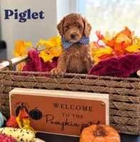 Piglet , a male Poodle - Miniature  and Miniature Goldendoodle for sale in Bowling Green, OH – 2 of 3