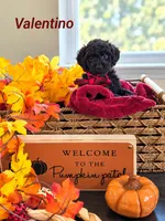 Valentino, a male Poodle - Miniature  and Miniature Goldendoodle for sale in Bowling Green, OH – 2 of 3