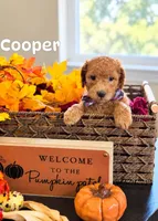 Cooper , a male Poodle - Miniature  and Miniature Goldendoodle for sale in Bowling Green, OH – 2 of 3