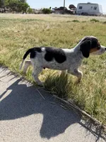Patches , a male Beagle for sale in Cheyenne Wells, CO – 3 of 5