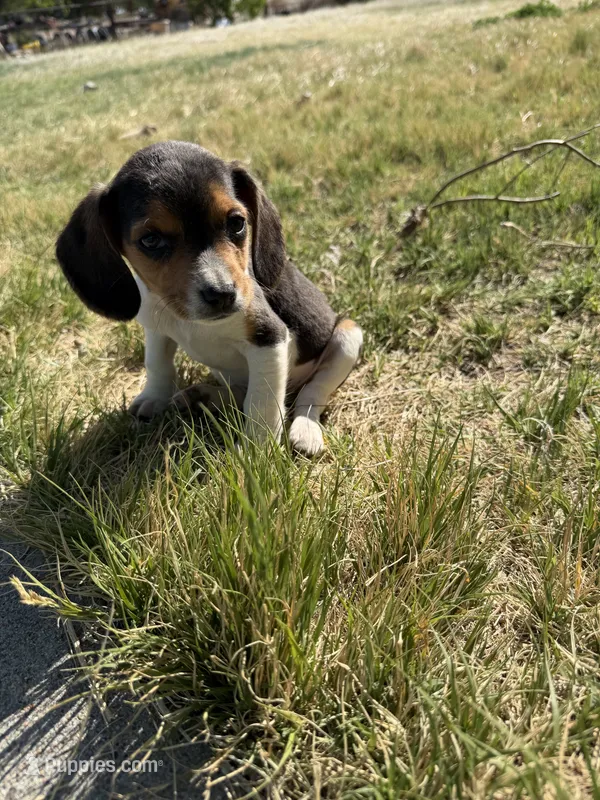 Little boy – Beagle puppy for sale in Cheyenne Wells, CO