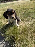 Little boy, a male Beagle for sale in Cheyenne Wells, CO – 1 of 6