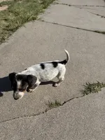 Dots, a male Beagle for sale in Cheyenne Wells, CO – 3 of 6