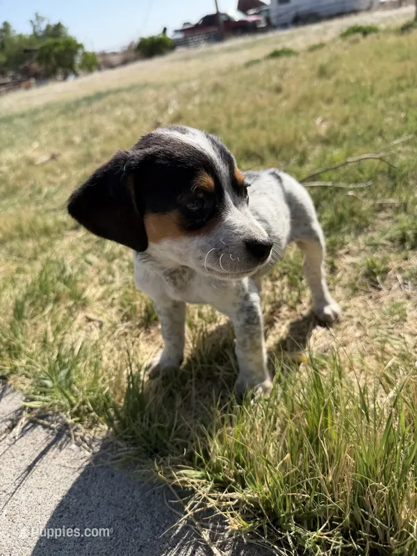 Patches  – Beagle puppy for sale in Cheyenne Wells, CO