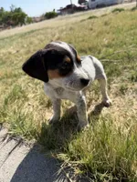 Patches , a male Beagle for sale in Cheyenne Wells, CO – 1 of 5