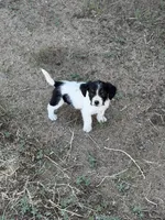 Little man, a male Jack Russell Terrier and Beagle for sale in Cheyenne Wells, CO – 2 of 4