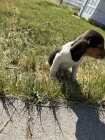 Little boy, a male Beagle for sale in Cheyenne Wells, CO – 3 of 6