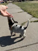 Dots, a male Beagle for sale in Cheyenne Wells, CO – 2 of 6