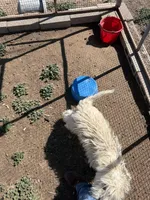 Snowstorm , a male Komondor for sale in Cheyenne Wells, CO – 3 of 5