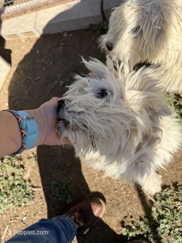 Snowflake  – Komondor puppy for sale in Cheyenne Wells, CO