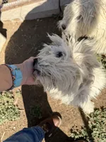 Snowflake , a female Komondor for sale in Cheyenne Wells, CO – 1 of 4
