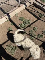 Snowstorm , a male Komondor for sale in Cheyenne Wells, CO – 5 of 5