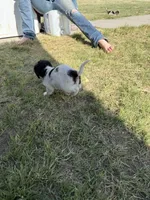 Little man, a male Jack Russell Terrier and Beagle for sale in Cheyenne Wells, CO – 9 of 9