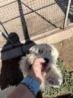 Snowstorm , a male Komondor for sale in Cheyenne Wells, CO – 1 of 5