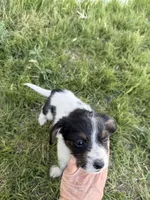 Little man, a male Jack Russell Terrier and Beagle for sale in Cheyenne Wells, CO – 6 of 9