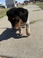 Blue, a male Beagle for sale in Cheyenne Wells, CO – 8 of 8