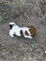 Bear, a male Jack Russell Terrier and Beagle for sale in Cheyenne Wells, CO – 2 of 4
