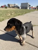 Blue, a male Beagle for sale in Cheyenne Wells, CO – 6 of 8