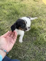 Little man, a male Jack Russell Terrier and Beagle for sale in Cheyenne Wells, CO – 5 of 9