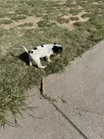 Dots, a male Beagle for sale in Cheyenne Wells, CO – 6 of 6