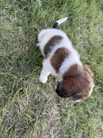 Bear, a male Jack Russell Terrier and Beagle for sale in Cheyenne Wells, CO – 7 of 9