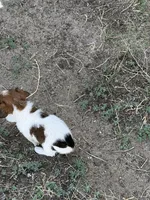 Bear, a male Jack Russell Terrier and Beagle for sale in Cheyenne Wells, CO – 3 of 4