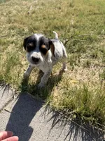 Patches , a male Beagle for sale in Cheyenne Wells, CO – 2 of 5
