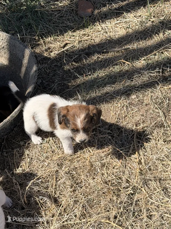 Bear – Jack Russell Terrier, Beagle puppy for sale in Cheyenne Wells, CO