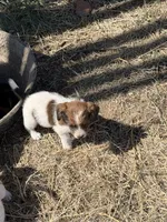 Bear, a male Jack Russell Terrier and Beagle for sale in Cheyenne Wells, CO – 1 of 4