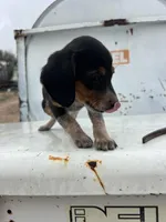 Blue, a male Beagle for sale in Cheyenne Wells, CO – 4 of 5