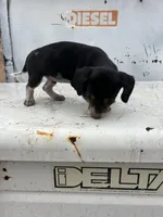 Blue, a male Beagle for sale in Cheyenne Wells, CO – 2 of 5