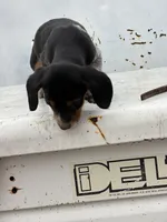 Blue, a male Beagle for sale in Cheyenne Wells, CO – 5 of 5