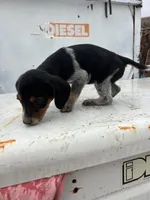 Blue, a male Beagle for sale in Cheyenne Wells, CO – 3 of 5