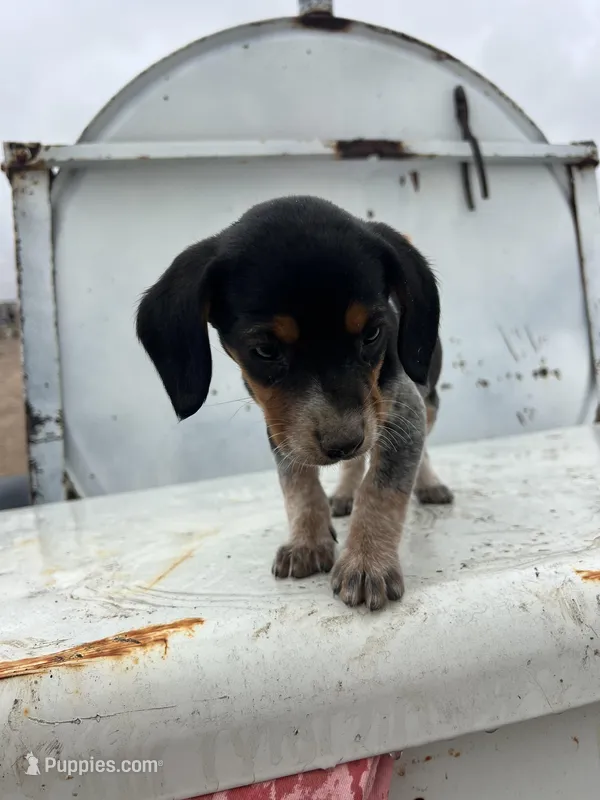 Blue – Beagle puppy for sale in Cheyenne Wells, CO