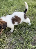 Bear, a male Jack Russell Terrier and Beagle for sale in Cheyenne Wells, CO – 8 of 9