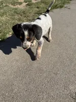 Dots, a male Beagle for sale in Cheyenne Wells, CO – 4 of 6
