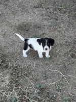 Little man, a male Jack Russell Terrier and Beagle for sale in Cheyenne Wells, CO – 3 of 4
