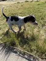 Patches , a male Beagle for sale in Cheyenne Wells, CO – 4 of 5