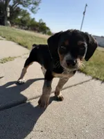Blue, a male Beagle for sale in Cheyenne Wells, CO – 7 of 8