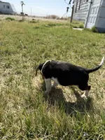 Little girl, a female Beagle for sale in Cheyenne Wells, CO – 3 of 4