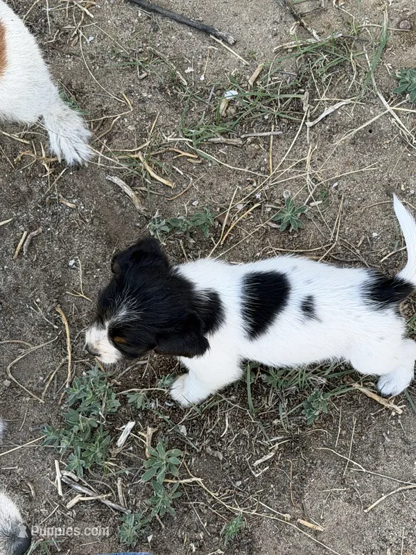 Little man, a male Jack Russell Terrier and Beagle for sale in Cheyenne Wells, CO – 1 of 4