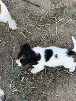 Little man, a male Jack Russell Terrier and Beagle for sale in Cheyenne Wells, CO – 1 of 4
