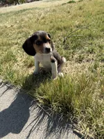 Little boy, a male Beagle for sale in Cheyenne Wells, CO – 6 of 6