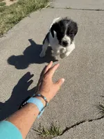Little man, a male Jack Russell Terrier and Beagle for sale in Cheyenne Wells, CO – 8 of 9
