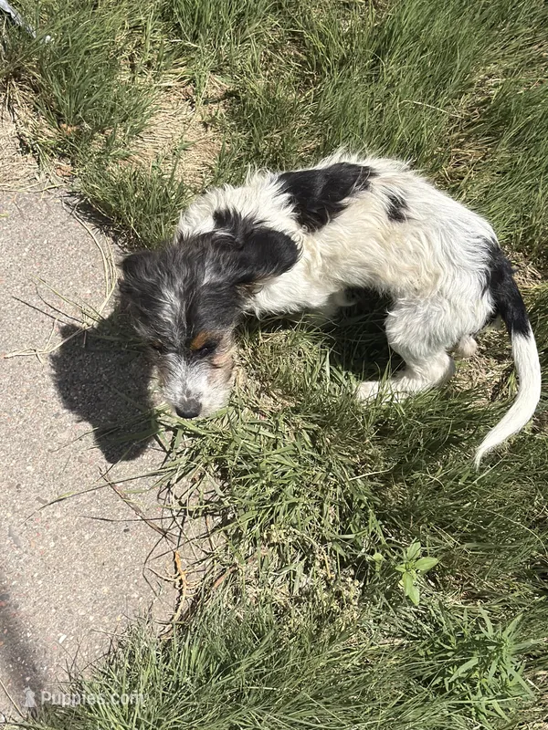 Little man – Jack Russell Terrier, Beagle puppy for sale in Cheyenne Wells, CO