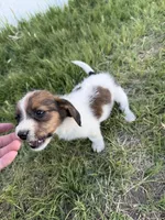 Bear, a male Jack Russell Terrier and Beagle for sale in Cheyenne Wells, CO – 5 of 9